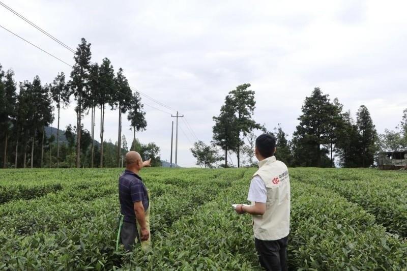 全国首例茶叶“双指数保险+”落地 雅安芦山